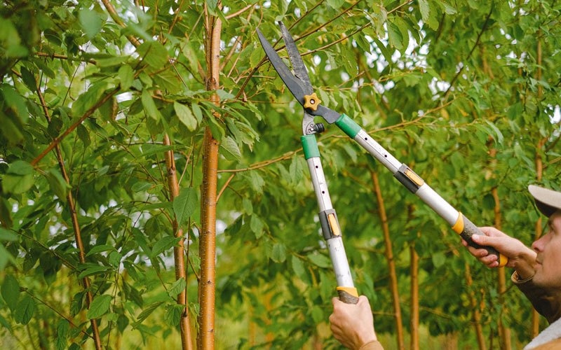 Tree trimming in Wharton, WV