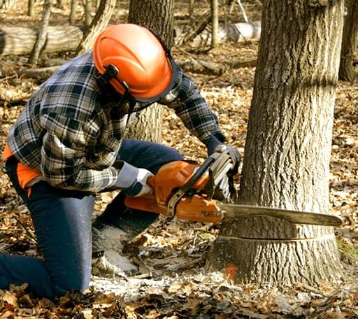 Tree Removal in Wharton, WV
